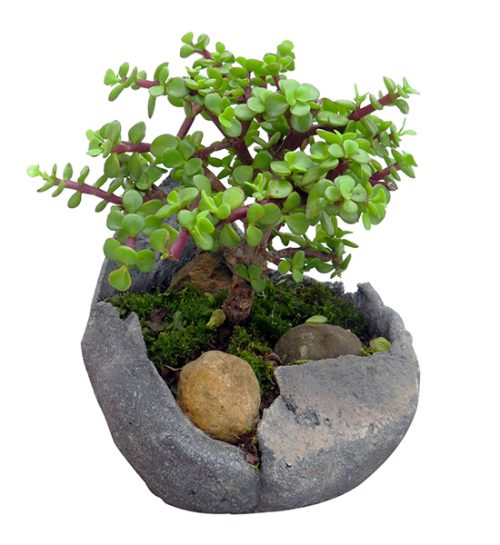 bonsai-jade-con-musgo-rustico-regalo-fundacion-nino-jesus-bogota