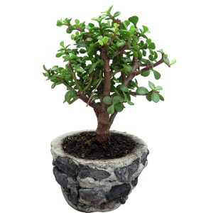 bonsai-jade-regalo-condolencia-exequial-fundacion-nino-jesus-bogota-