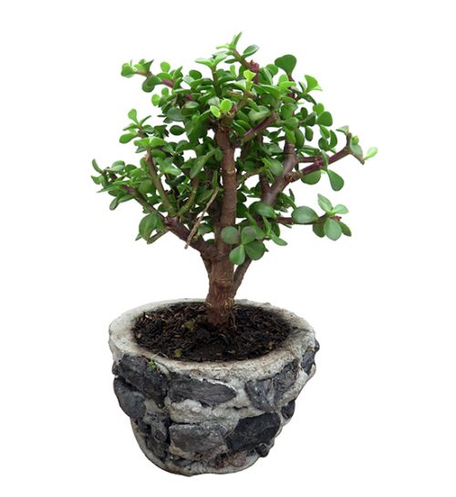 bonsai-jade-regalo-condolencia-exequial-fundacion-nino-jesus-bogota-