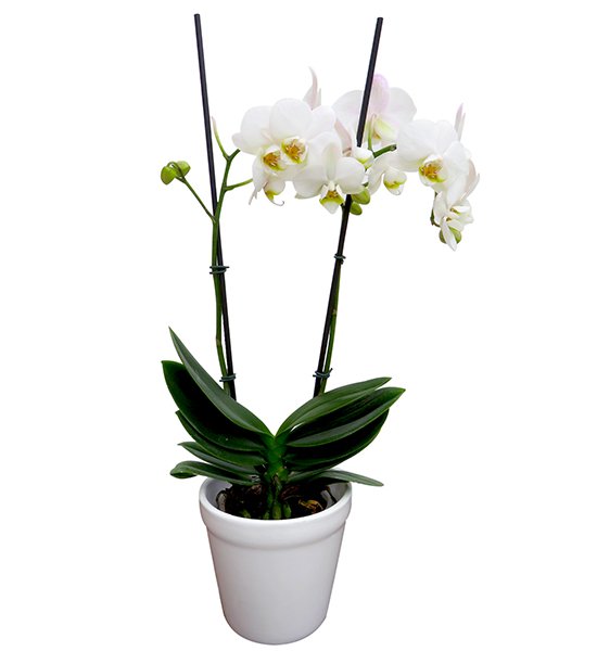 Orquídea de color 3 orquidea-grande-mediana-regalo-condolencia-exequial-fundacion-nino-jesus-bogota