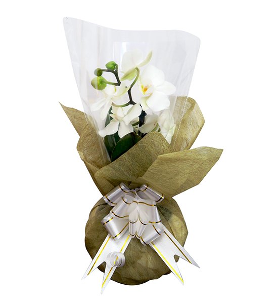 Orquídea de color 2 regalo-exequial-condolencias-orquidea-pequena-bogota-fundacion-nino-jesus