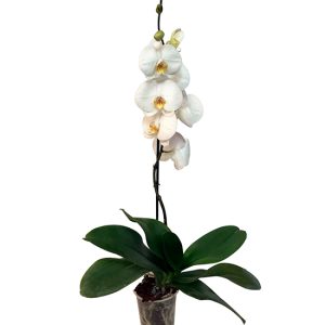 orquidea-grande-queen-regalo-condolencia-exequial-fundacion-nino-jesus-bogota1.jpg