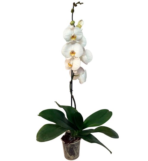 orquidea-grande-queen-regalo-condolencia-exequial-fundacion-nino-jesus-bogota1.jpg