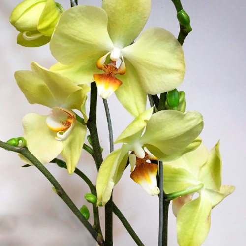 Orquídea de color 4 orquidea-amarilla-regalo-fundacion-nino-jesus-bogota
