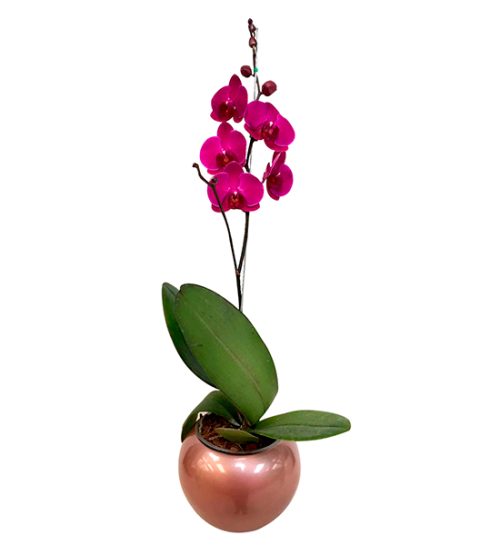 orquidea-morada-grande-regalo-fundacion-nino-jesus-bogota