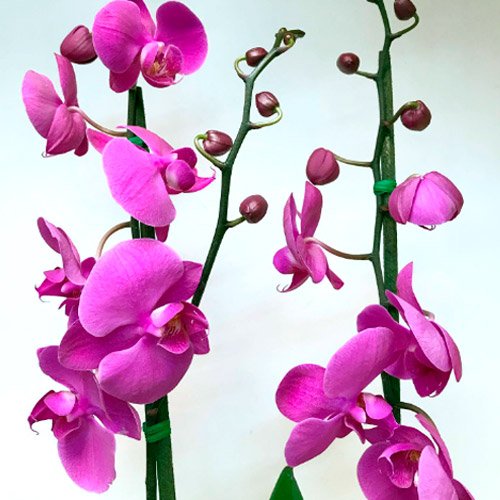 Orquídea de color 6 orquidea-morada-violeta-grande-regalo-fundacion-nino-jesus-bogota