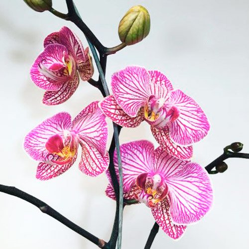 Orquídea de color 7 orquidea-rosa-con-lineas-regalos-especiales-bogota-fundacion-nino-jesus