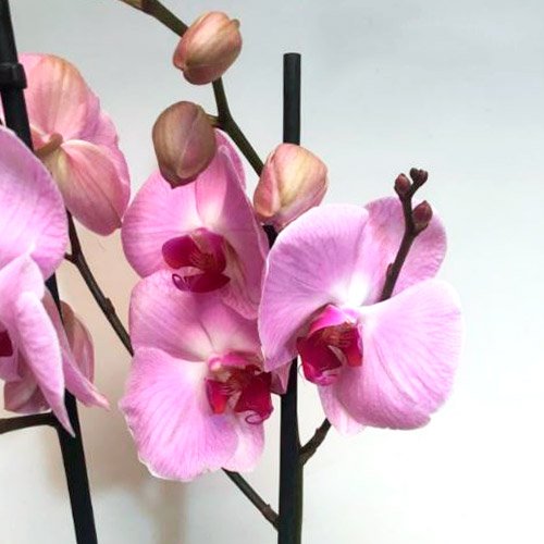 Orquídea de color 8 orquidea-rosada-especiales-bogota-fundacion-nino-jesus